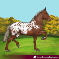 Horse Color:Chestnut Appaloosa 