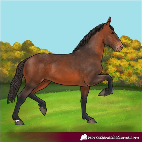 Horse Color:Bay Appaloosa