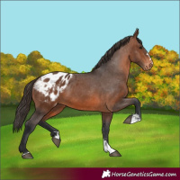 Horse Color:Brown Appaloosa