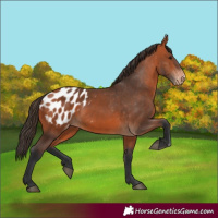 Horse Color:Bay Appaloosa