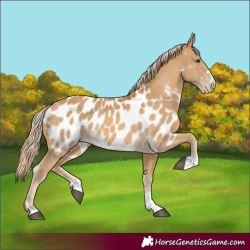 Horse Color:Palomino Appaloosa 