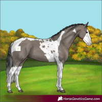 Horse Color:Grullo Splash Tobiano