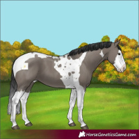 Horse Color:Grullo Splash Tobiano 