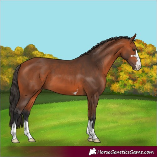 Horse Color:Bay 
