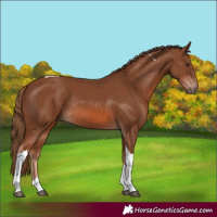 Horse Color:Chestnut Tobiano Rabicano 