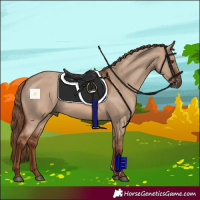 Horse Color:Red Dun 