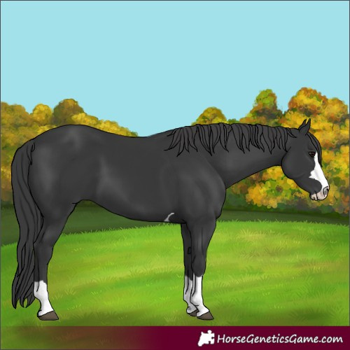 Horse Color:Black 
