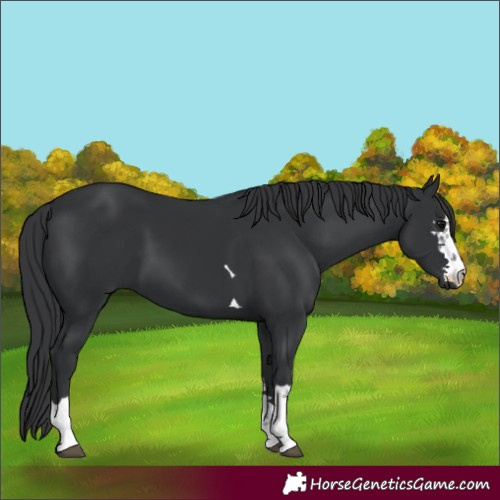 Horse Color:Black 