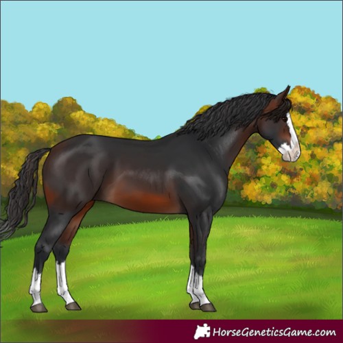 Horse Color:Brown Splash 
