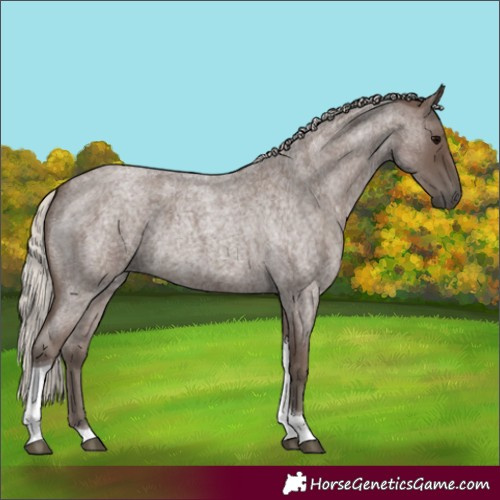 Horse Color:Silver Blue Roan Tobiano 