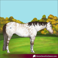 Horse Color:Gray Amber Champagne Dun Sabino Tobiano Appaloosa  and Gray Amber Champagne Dun Sabino Tobiano Appaloosa 