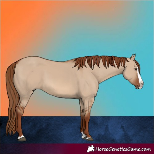 Horse Color:Red Dun Splash 