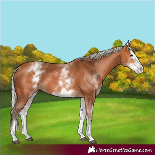 Horse Color:White Spotted Silver Bay Splash