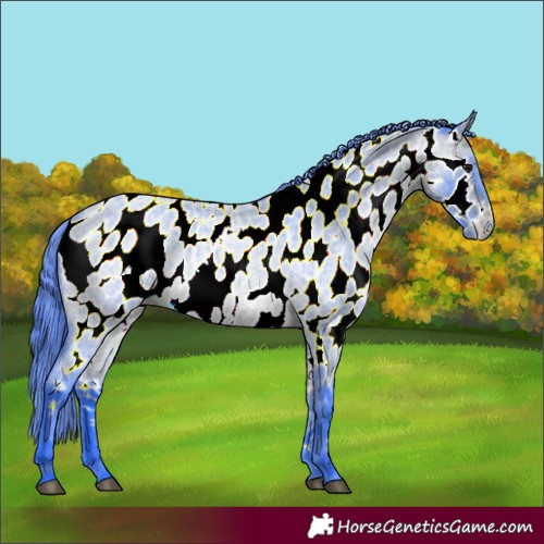 Horse Color:Watercolor Bay Roan Near Leopard 