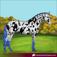 Horse Color:Watercolor Bay Roan Appaloosa 