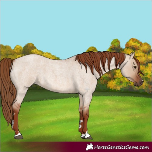 Horse Color:Red Dun Roan 