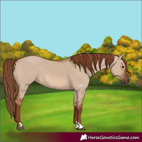 Horse Color:Red Dun 