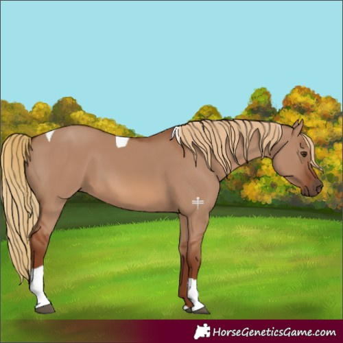Horse Color:Red Dun Tobiano 