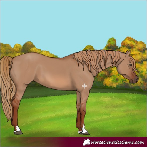 Horse Color:Red Dun 
