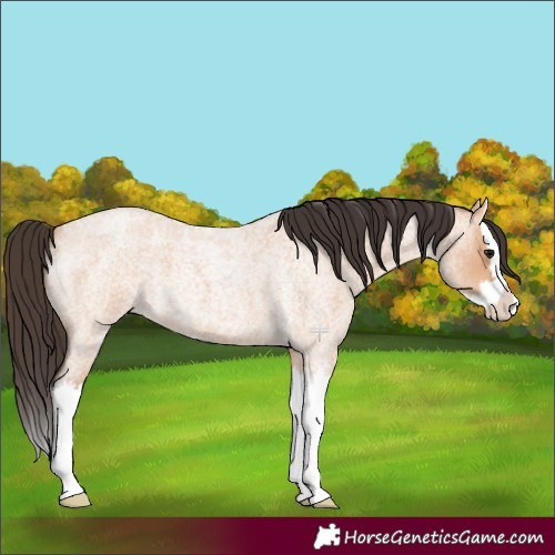 Horse Color:Bay Roan Dun Splash 