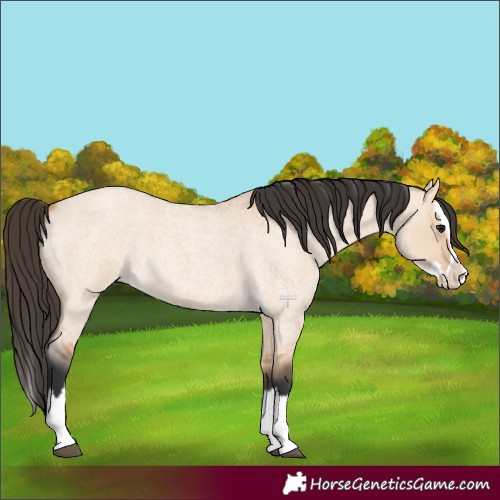 Horse Color:Bay Roan Dun Splash 