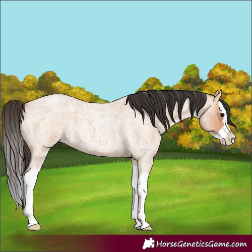 Horse Color:Bay Roan Dun Splash 