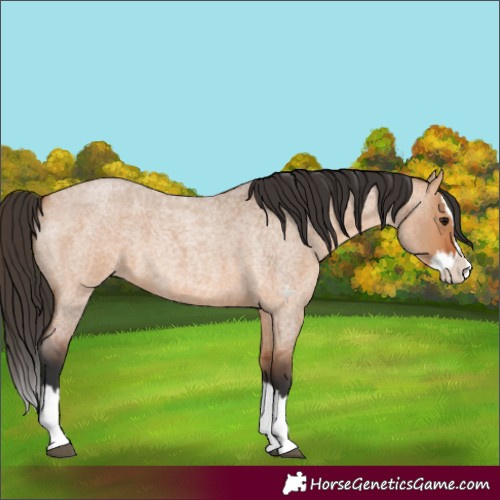 Horse Color:Bay Roan Dun Splash 