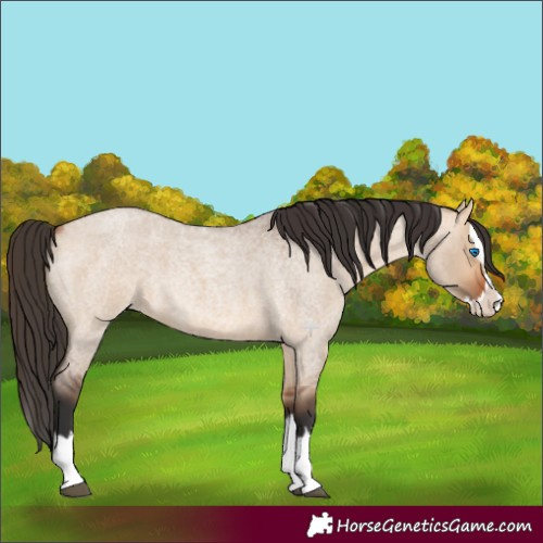 Horse Color:Bay Roan Dun Splash 