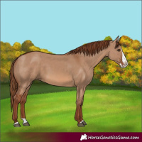 Horse Color:Red Dun Splash Rabicano 