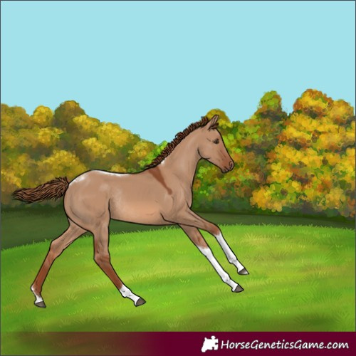 Horse Color:Red Dun Tobiano Rabicano 