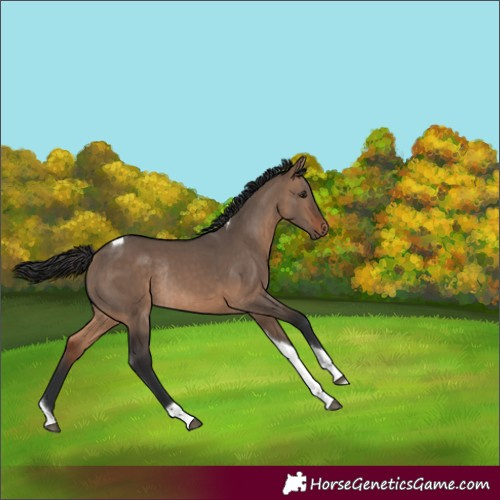 Horse Color:Brown Dun Tobiano Rabicano 