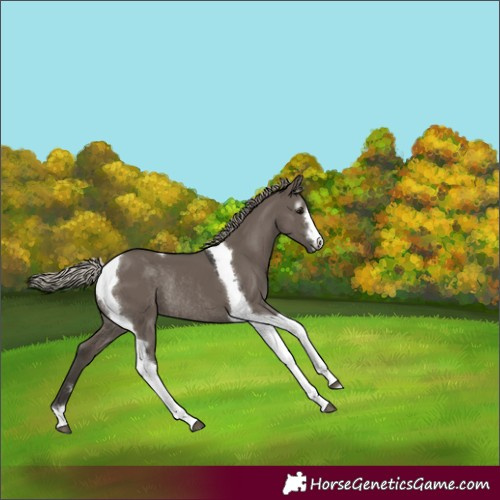 Horse Color:Gray Silver Grullo Tobiano Rabicano 