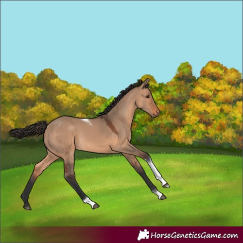 Horse Color:Bay Dun Tobiano Rabicano 