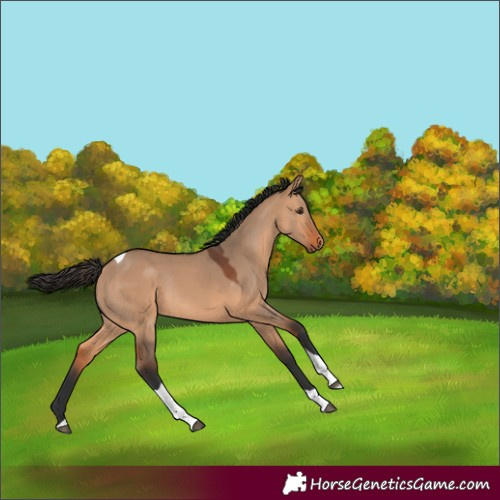 Horse Color:Bay Dun Tobiano Rabicano 