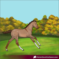 Horse Color:Red Dun Tobiano Rabicano 