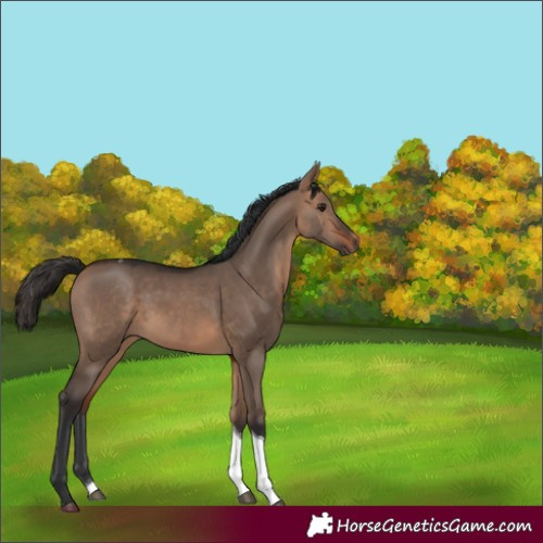 Horse Color:Bay Dun Tobiano Rabicano 