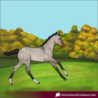 Horse Color:Brown Roan Dun Tobiano Rabicano