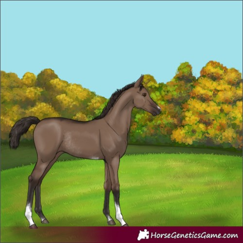 Horse Color:Liver Red Dun Tobiano Rabicano 