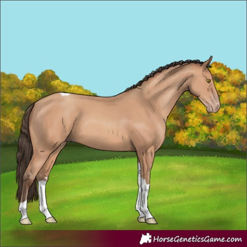 Horse Color:Amber Champagne Tobiano 