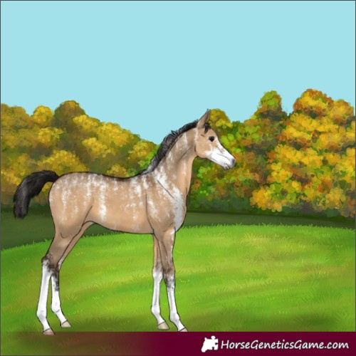 Horse Color:Powder White Gray Bay Dun Sabino 