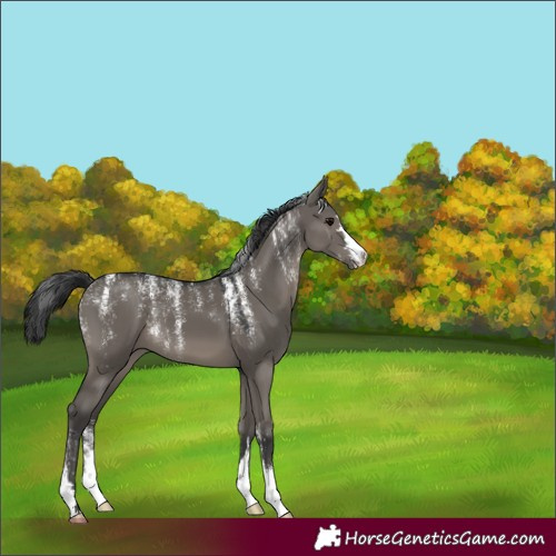 Horse Color:Powder White Grullo 