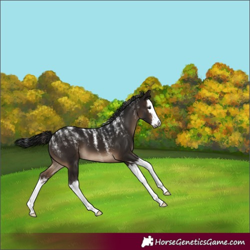 Horse Color:Powder White Gray Brown Splash 