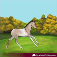 Horse Color:Liver Red Dun Tobiano 