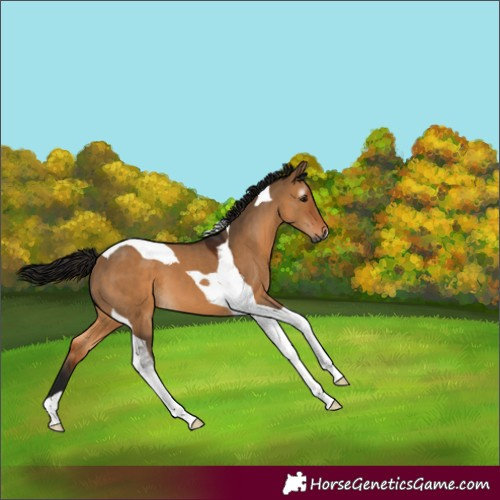 Horse Color:Gray Bay Dun Tobiano 