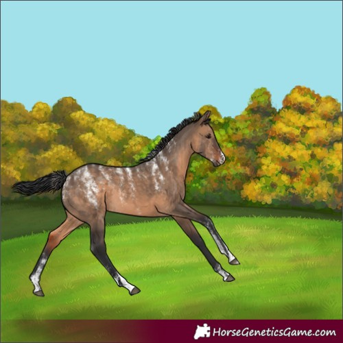 Horse Color:Powder White Brown Dun 