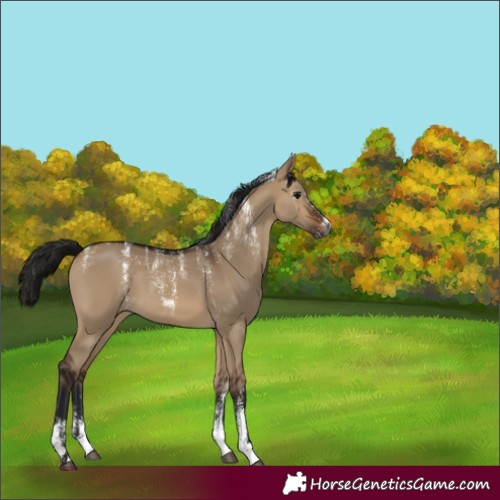 Horse Color:Powder White Gray Brown Dun 
