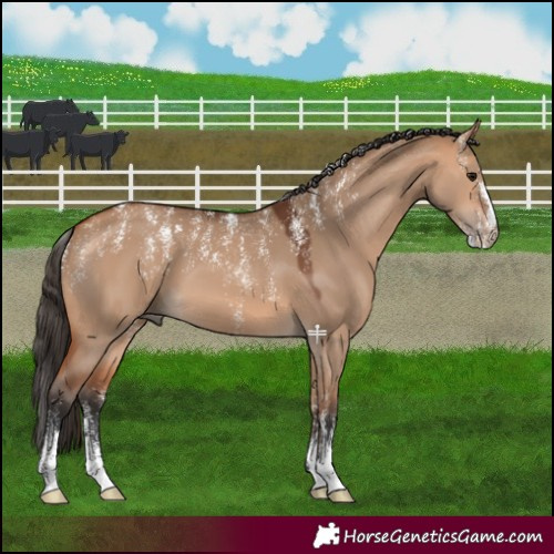 Horse Color:Powder White Bay Dun 