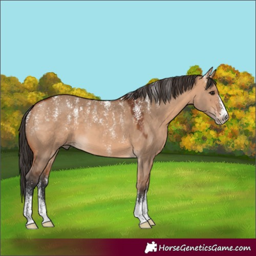 Horse Color:Powder White Bay Dun 