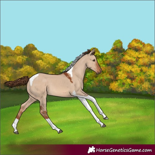 Horse Color:Red Dun Tobiano 