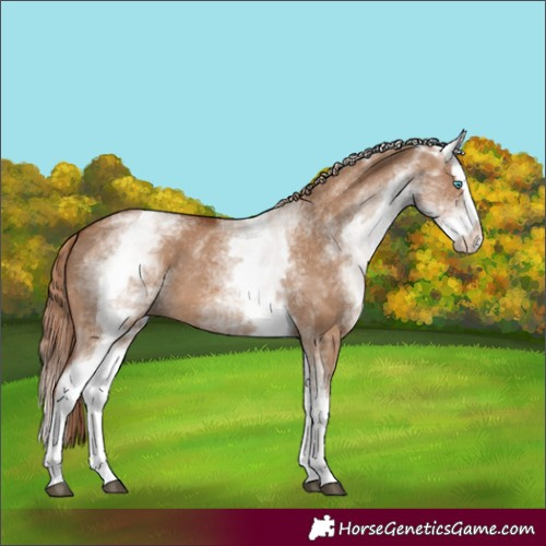 Horse Color:White Spotted Red Dun Splash 